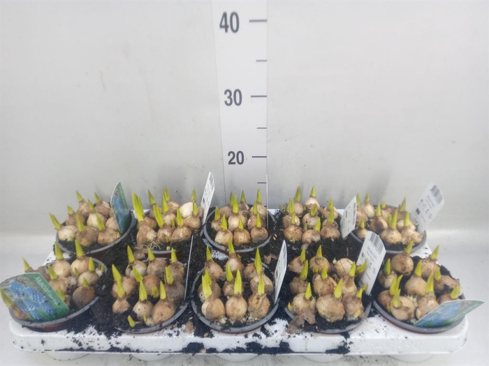 <h4>Muscari  'Magic Blue'</h4>