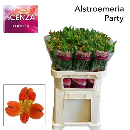 ALSTR PARTY