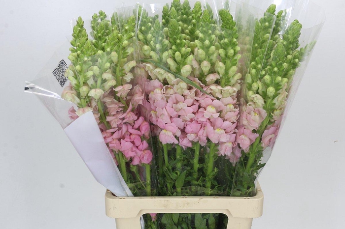 <h4>Antirrhinum Potomac Early Pink</h4>