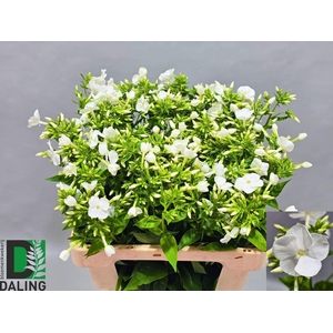 PHLOX GOGO WHITE JUMBO
