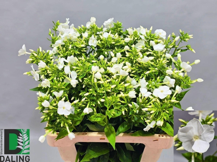 <h4>PHLOX GOGO WHITE JUMBO</h4>