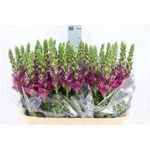 Antirrhinum Purple White New!!