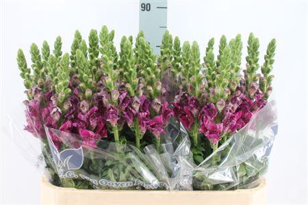 <h4>Antirrhinum Purple White New!!</h4>