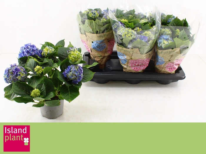 <h4>HYDR M EARLY BLUE</h4>