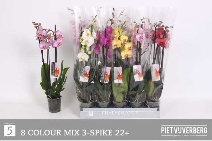 <h4>PHAL GEM 8 KL</h4>