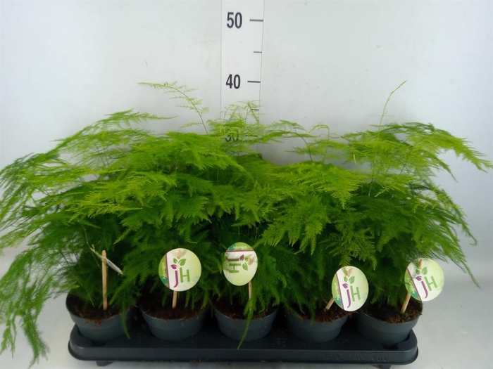 <h4>Asparagus setaceus</h4>