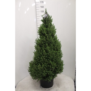 Picea glauca 'Conica'