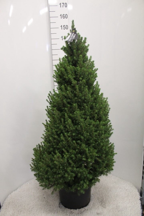 <h4>Picea glauca 'Conica'</h4>