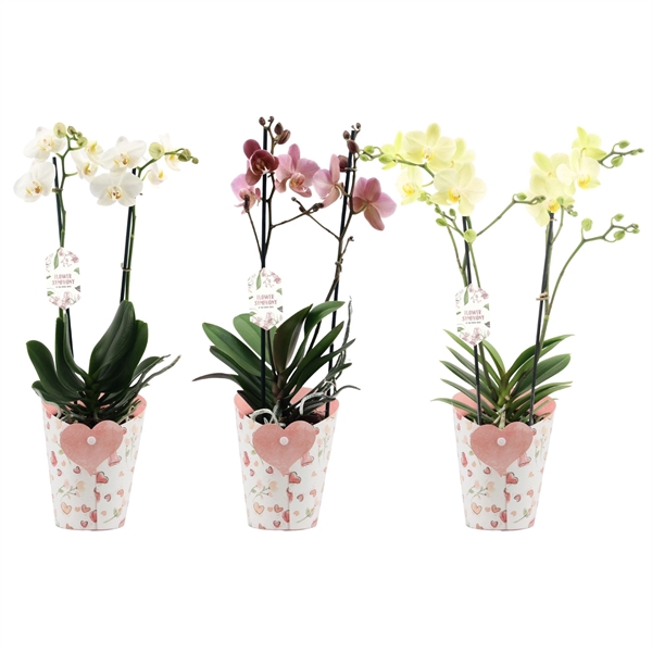 <h4>Phal. 2 spike Flower Symphony Mix in Potcover Hart</h4>