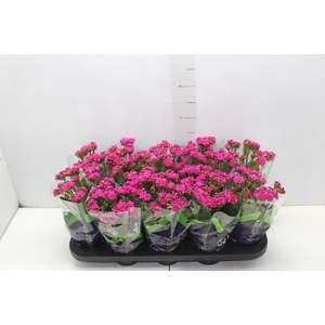 KALANCHOE DOBRADO P11 LILAS