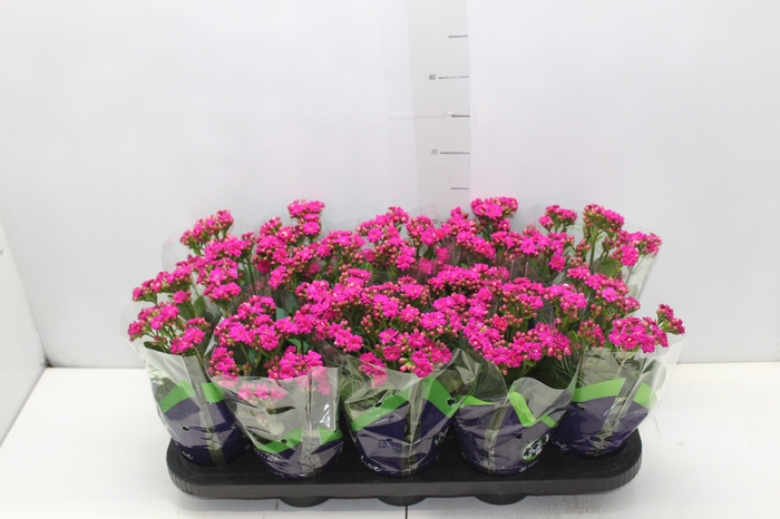 KALANCHOE DOBRADO P11 LILAS