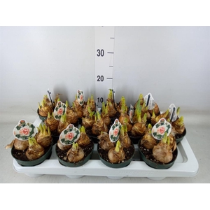 Narcissus DU 'My Story'