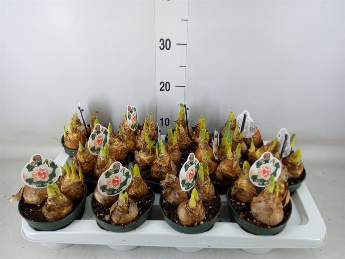 <h4>Narcissus DU 'My Story'</h4>