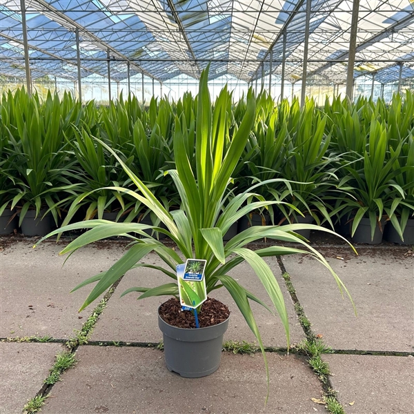 <h4>Cordyline Emerald Star ('Broadsword'PBR)</h4>