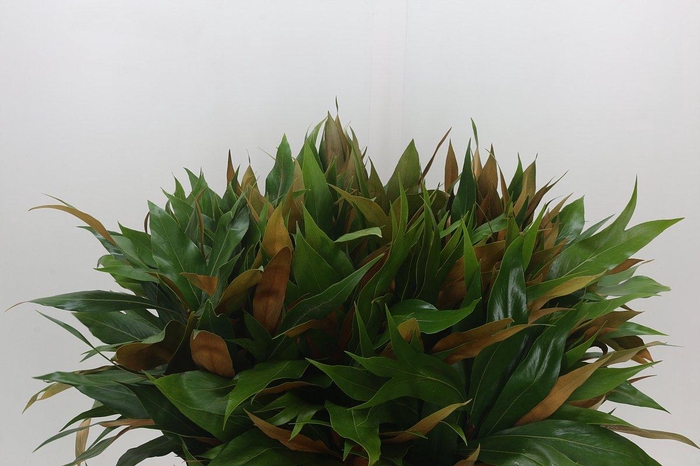 <h4>Grevillea baileyana "Gold"</h4>