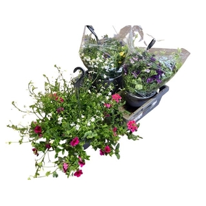 HANGING BASKETS