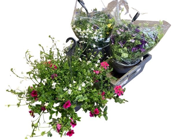 <h4>HANGING BASKETS</h4>