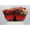 Hypericum Rainbow Romance