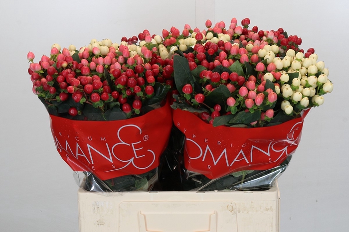 Hypericum Rainbow Romance