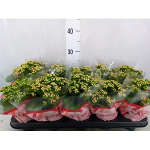 Kalanchoe blos. 'RosDon Alano'