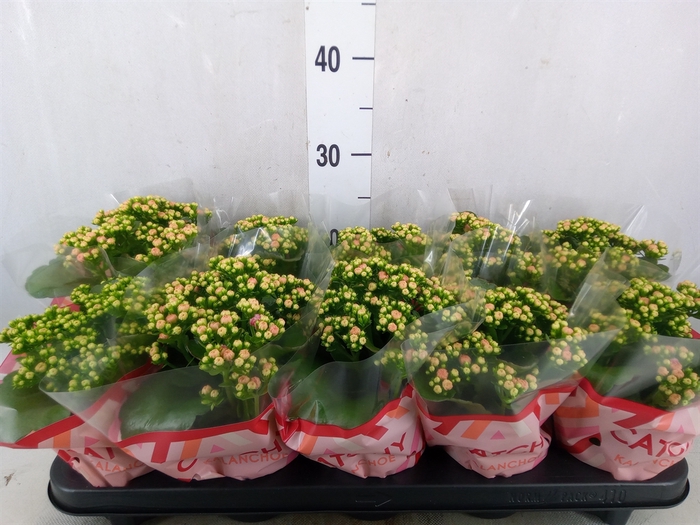 <h4>Kalanchoe blos. 'RosDon Alano'</h4>