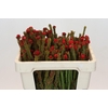 Kaaps Groen Tortum Red