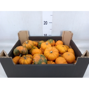 Cucurbita pepo 'Baby Boo'