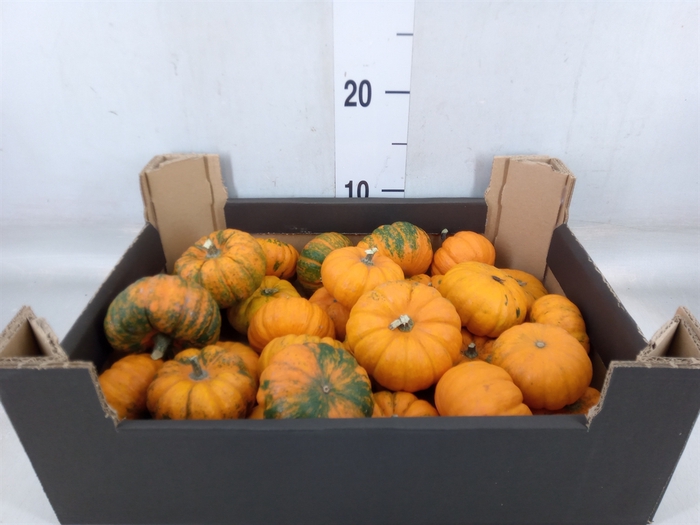 Cucurbita pepo 'Baby Boo'
