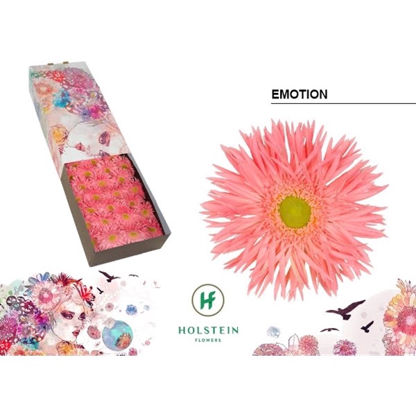 <h4>Ge Gr Spider Emotion Box</h4>