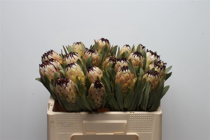 <h4>Protea Lady Pearl</h4>