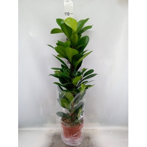 Ficus cyathistipula