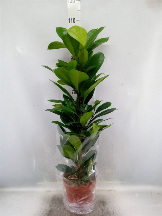 <h4>Ficus cyathistipula</h4>