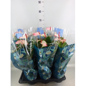 Anthurium  'Karma White'