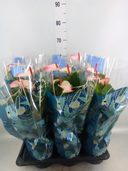 <h4>Anthurium  'Karma White'</h4>