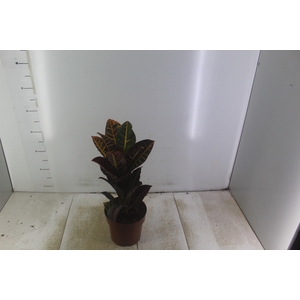 CROTON HIBRIDO PETRA P17