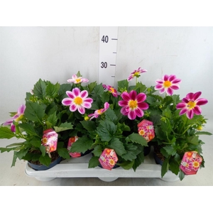 Dahlia  'Summerbees Red Bicolor'