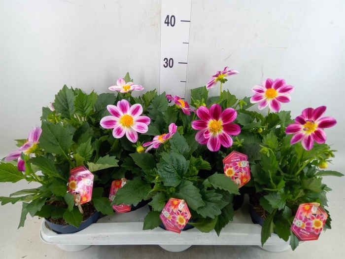 <h4>Dahlia  'Summerbees Red Bicolor'</h4>