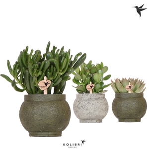 Kolibri Greens Succulenten mix in Ancient pot Green