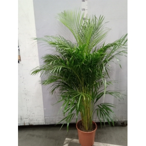 Dypsis lutescens   ...Chrysalidoca