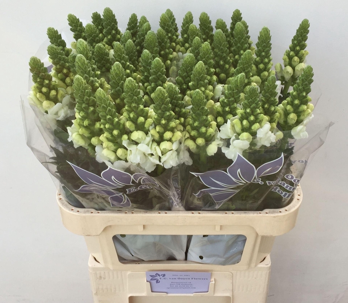 <h4>Antirr Antibes White</h4>