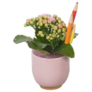 PTBTS5214 Arrangementen kamerplanten