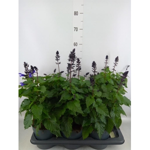 Salvia  'Salgoon Lake Blueberry'
