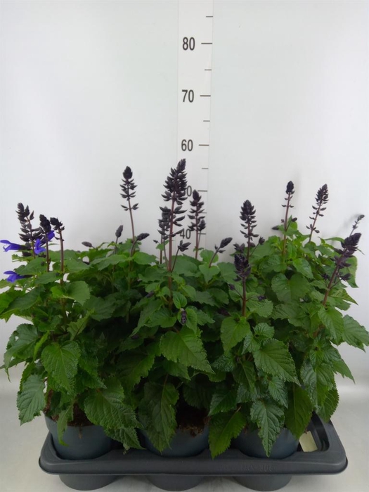<h4>Salvia  'Salgoon Lake Blueberry'</h4>