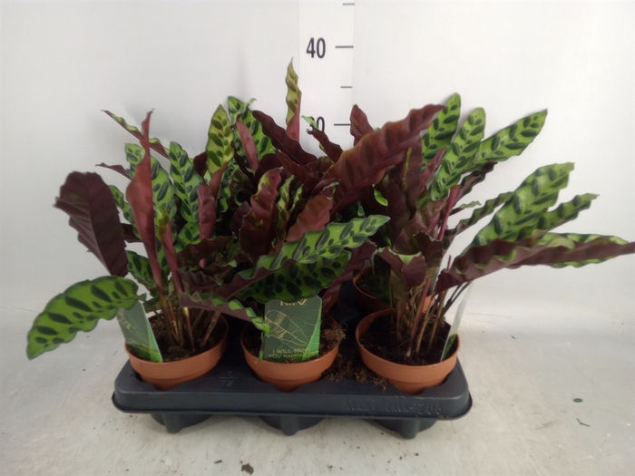 <h4>Calathea lancifolia</h4>