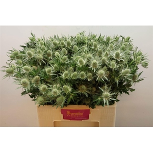 ERYN MAG WHIT LAGOON