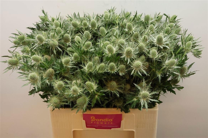 <h4>ERYN MAG WHIT LAGOON</h4>