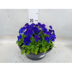 Viola corn. 'Sorbet XP Blue Blotch'