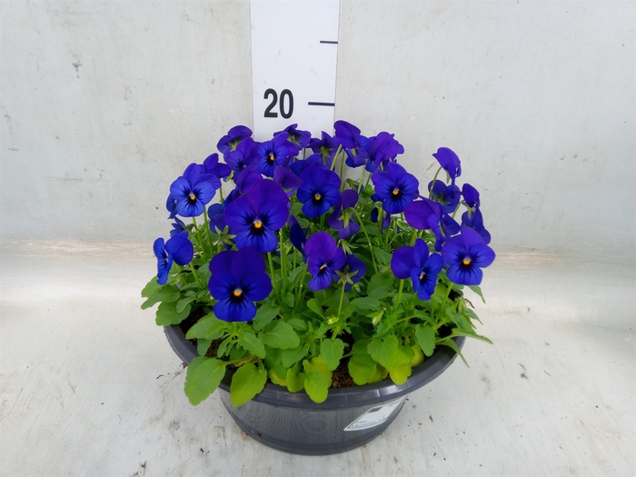 <h4>Viola corn. 'Sorbet XP Blue Blotch'</h4>