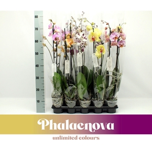 Gemengd Budget 80cm (GROEN)