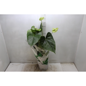 ANTHURIUM GREEN KING P17